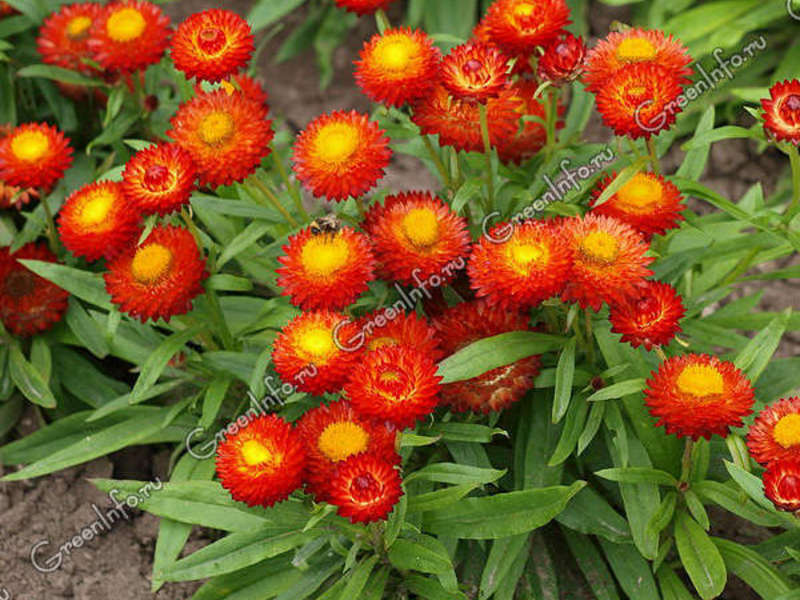 Plantar y cuidar la flor gelichrizum.