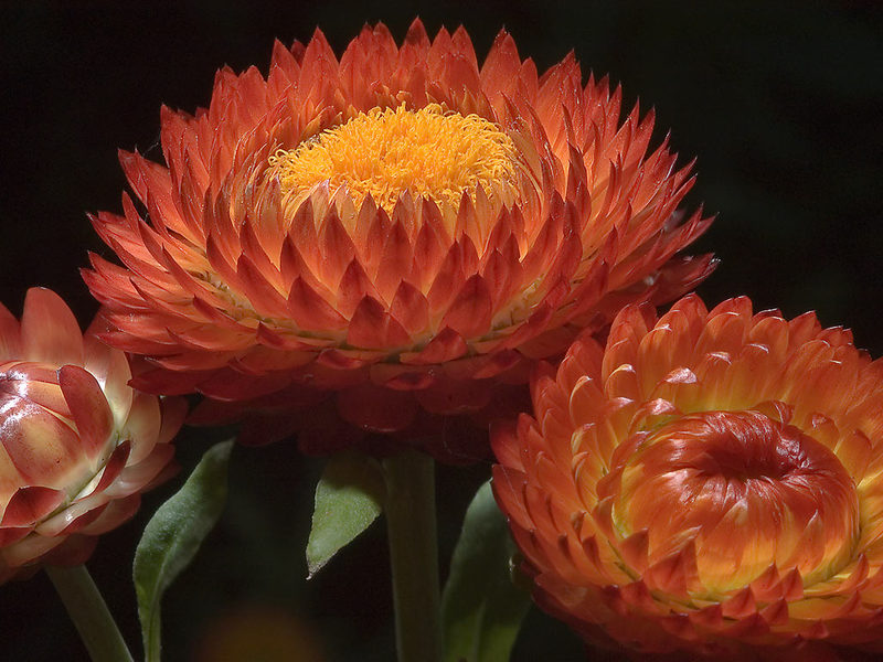 Sådan plantes en blomstergelichrizum