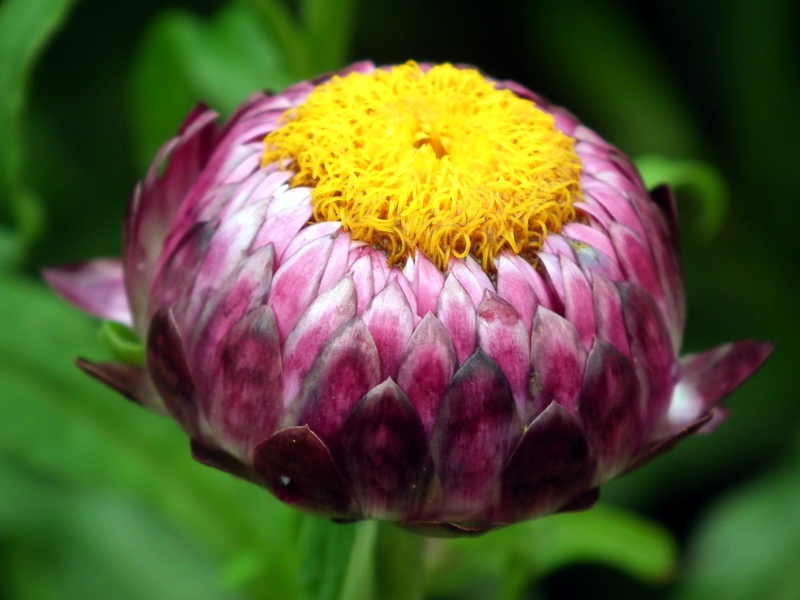 Qual é a aparência da flor gelichrizum