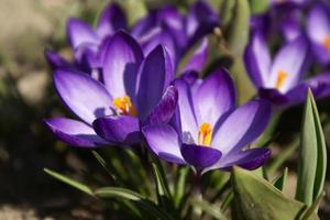 Crocus care em casa