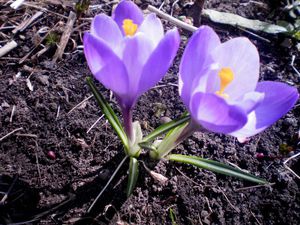 Crocus dans la maison