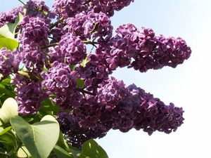 Le lilas commun est le plus commun.