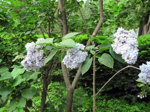 Lilas à feuilles larges - une autre variété