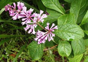 Ungarsk lilla - meget smuk blomstring