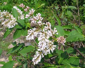 Lupul alb liliac - o frumoasă varietate de liliac