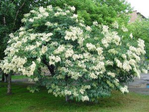 Amur lila - mycket attraktiva blommor