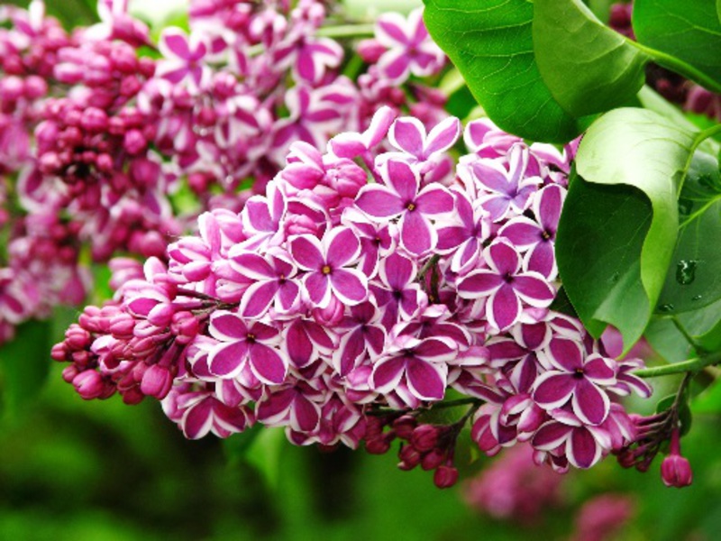 Lilac brush - favorite spring flowers