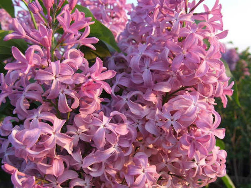 Hyacinthus lilas - caractéristiques de la variété