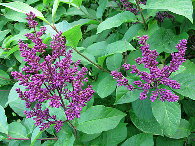 Henry Lilac es una variedad de flores violetas.