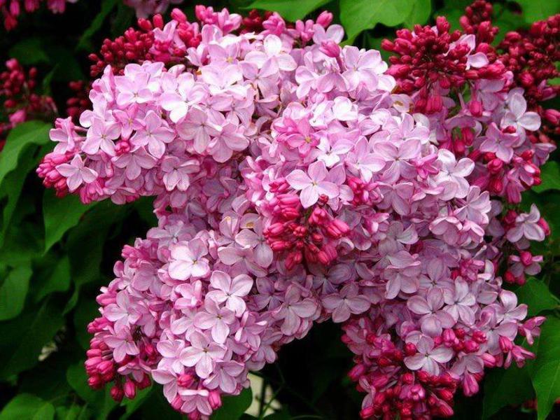 Lilas persan - splendeur rose