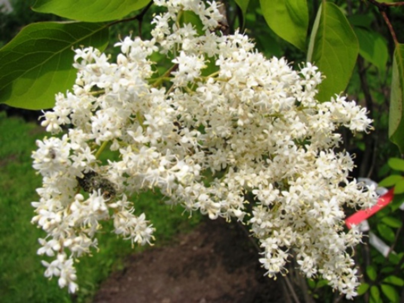 Net lilla skiller sig ud blandt sorterne af lilla med meget usædvanlige blomster