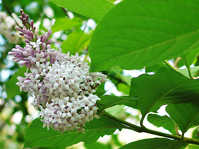 Fluffy lila - een prachtige plant