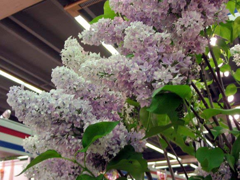 Cirrus lilla er en anden art med usædvanlige blomster