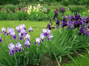 Iris - træk ved pleje og blomstringsperiode