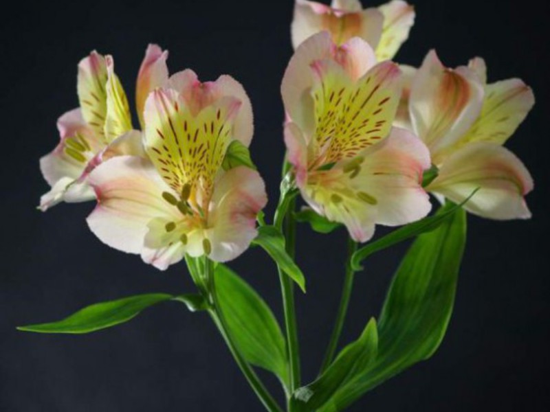 Alstroemeria - ภาพถ่ายระยะใกล้ของดอกไม้