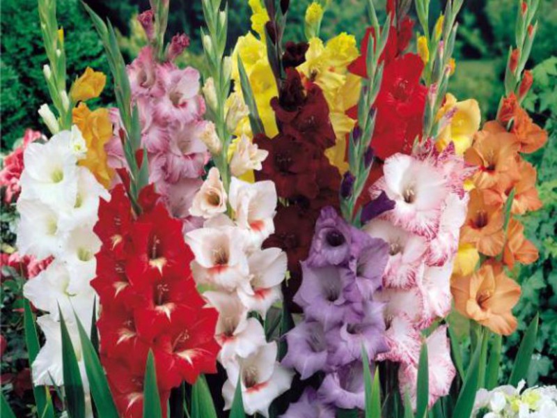 Gladioli durante la fioritura - colori diversi nella stessa aiuola