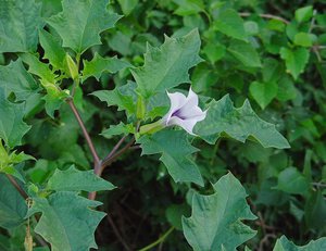 Datura zwyczajne właściwości