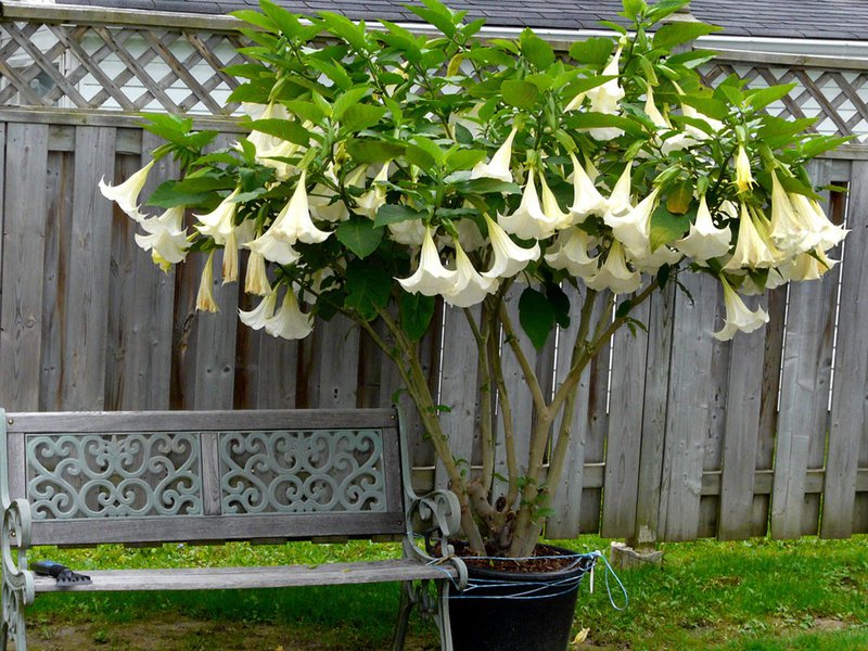 Đặc điểm của Datura mạnh-bore