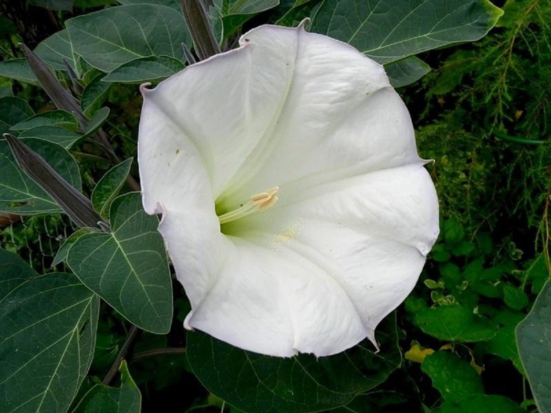 Propriedades de Datura Indian