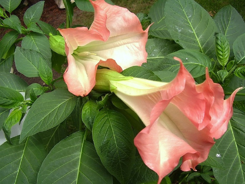 Aspectul roz indian Datura