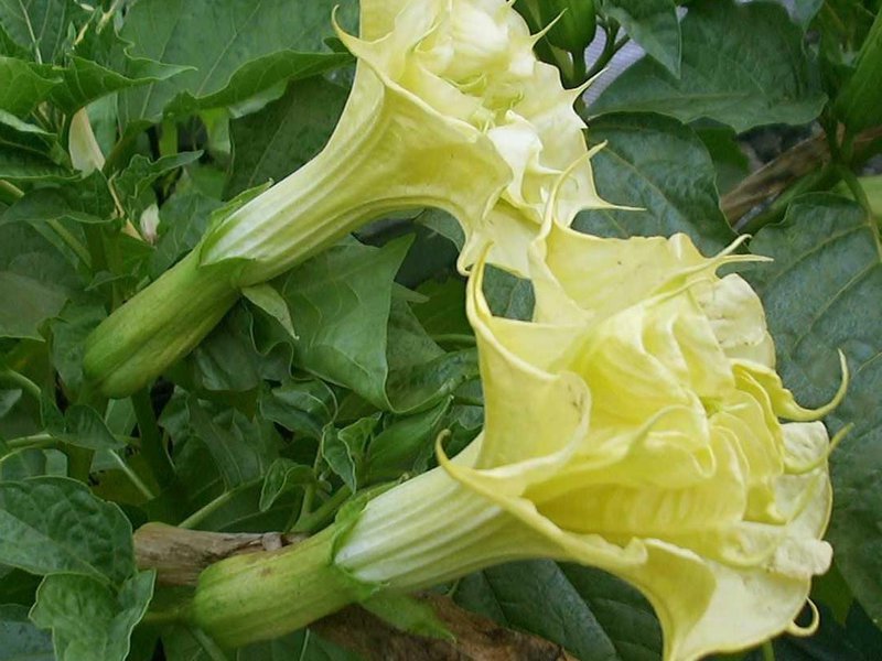 תיאור של Datura Indian