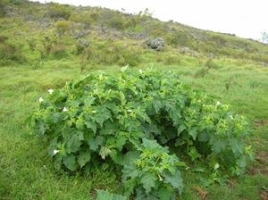 Descripció de la història de la planta Datura