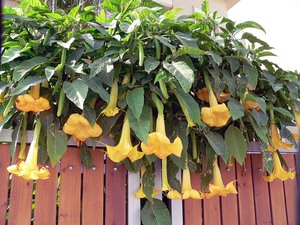 Sätt att använda Datura-blommor i dekorativ design