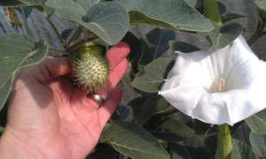 Datura zāles toksisko īpašību un kaitējuma apraksts