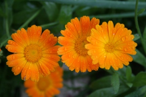 Floare de calendula