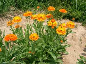 Soiuri de calendula