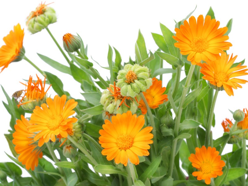 Calendula มีประโยชน์