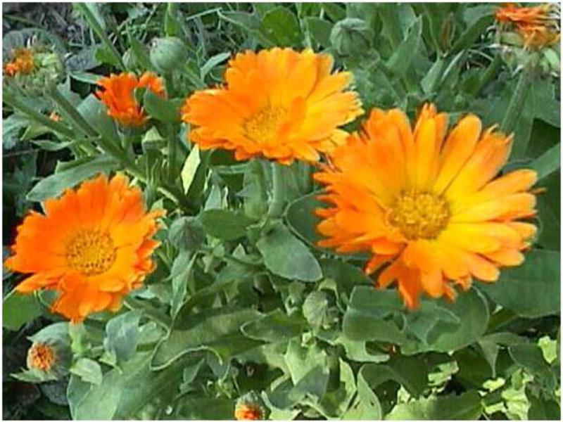 Calendula à fleurs