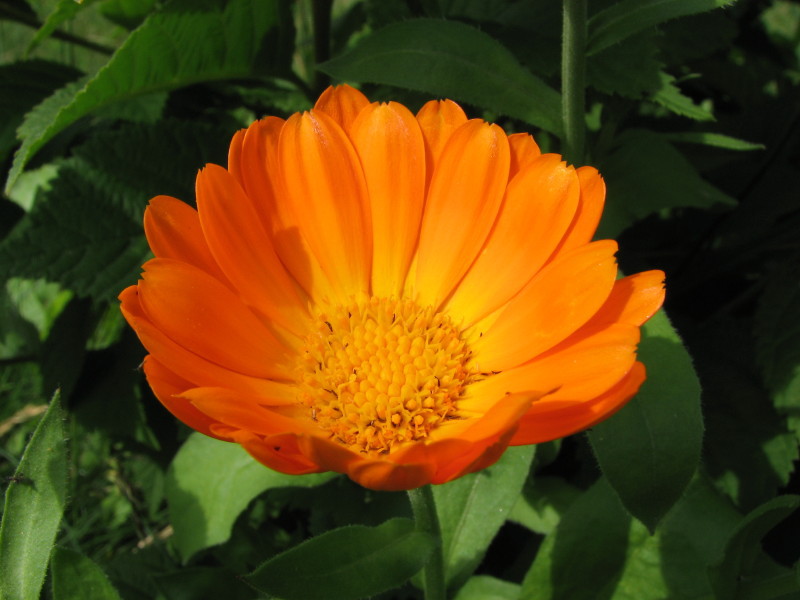 Mengapa calendula berguna?