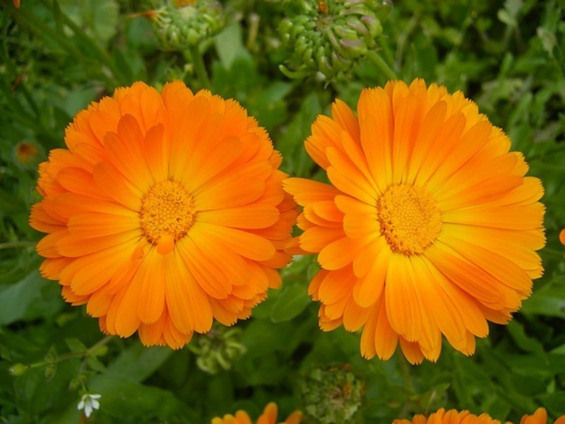 Propriétés du calendula de champ