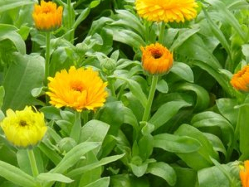 Calendula blommor