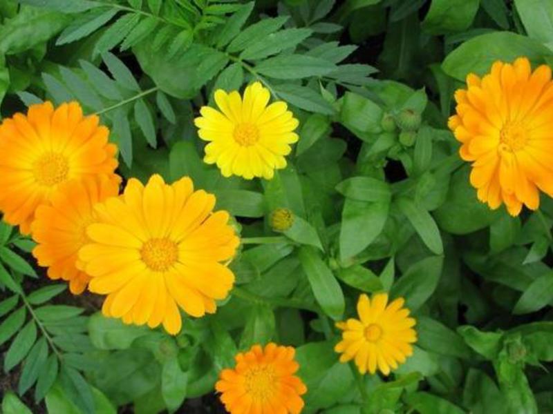 How calendula grows