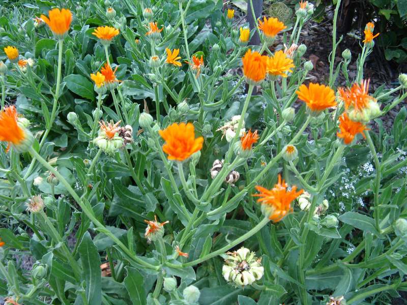 Perché la calendula è utile?