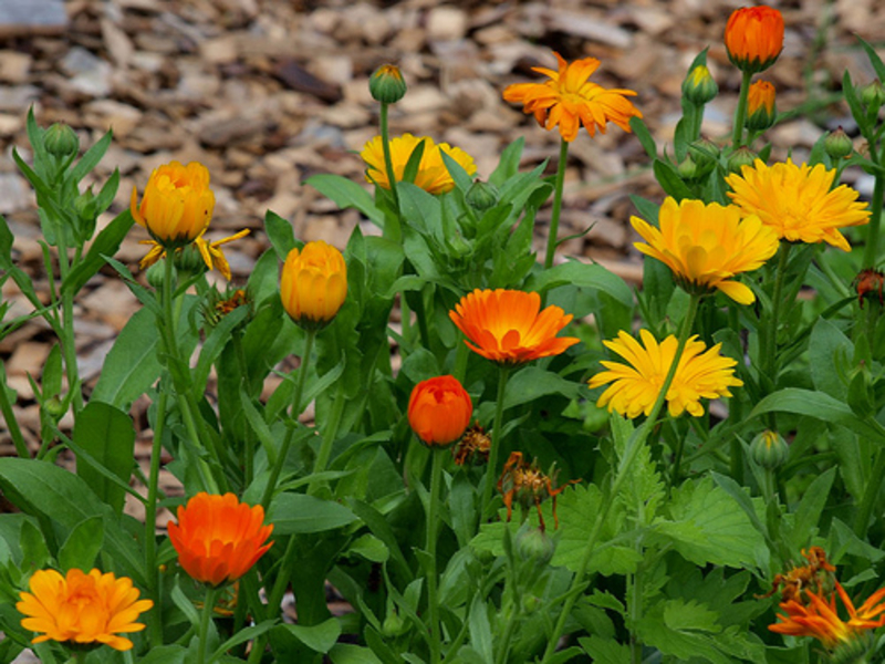 Lumalagong calendula