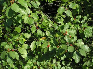 Tumbuhan Buckthorn