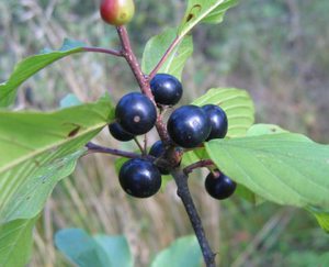 Peraturan Buckthorn