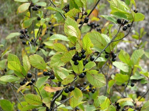 Buckthorn nasıl doğru uygulanır?