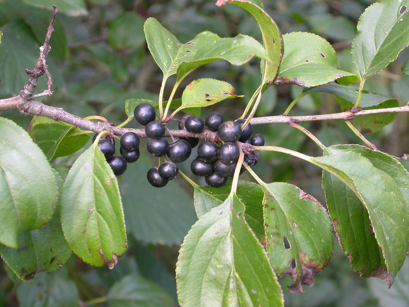 Buckthorn ömtålig