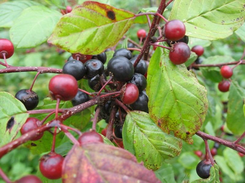 Buckthorn alder