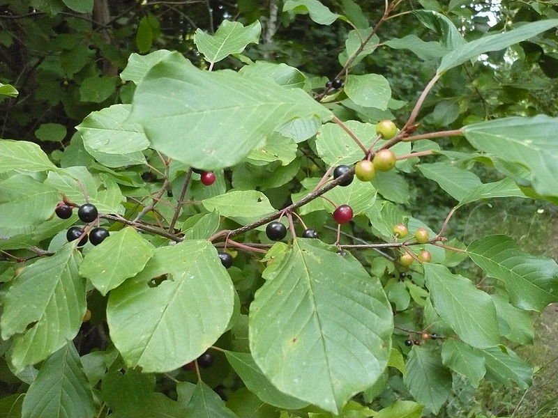 Buckthorn nasıl uygulanır