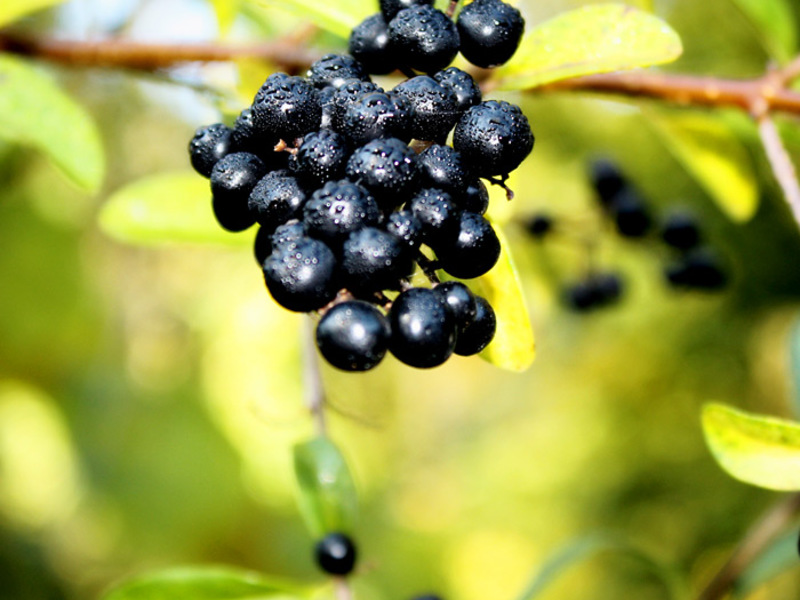 Buckthorn kuralları