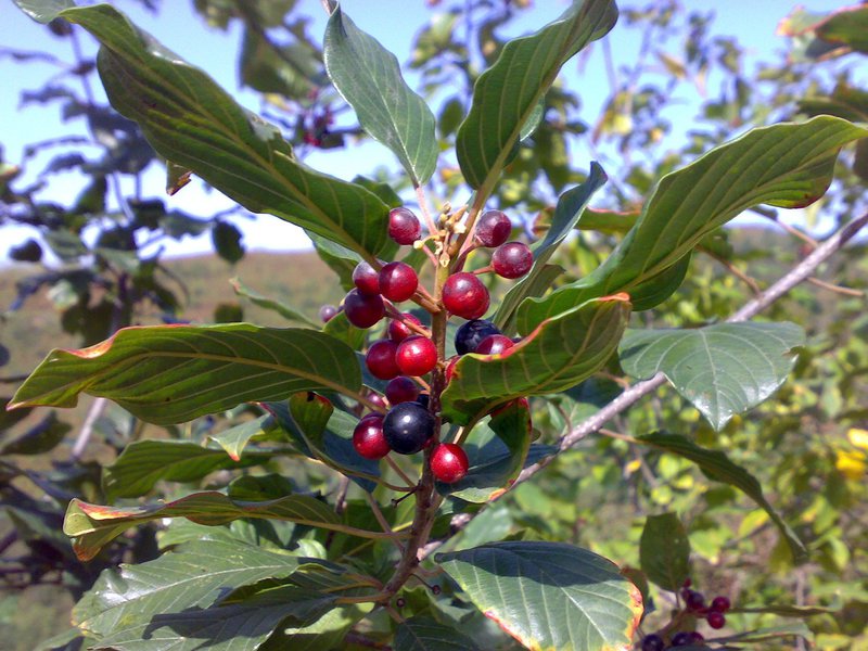 Cara mengambil kaldu buckthorn