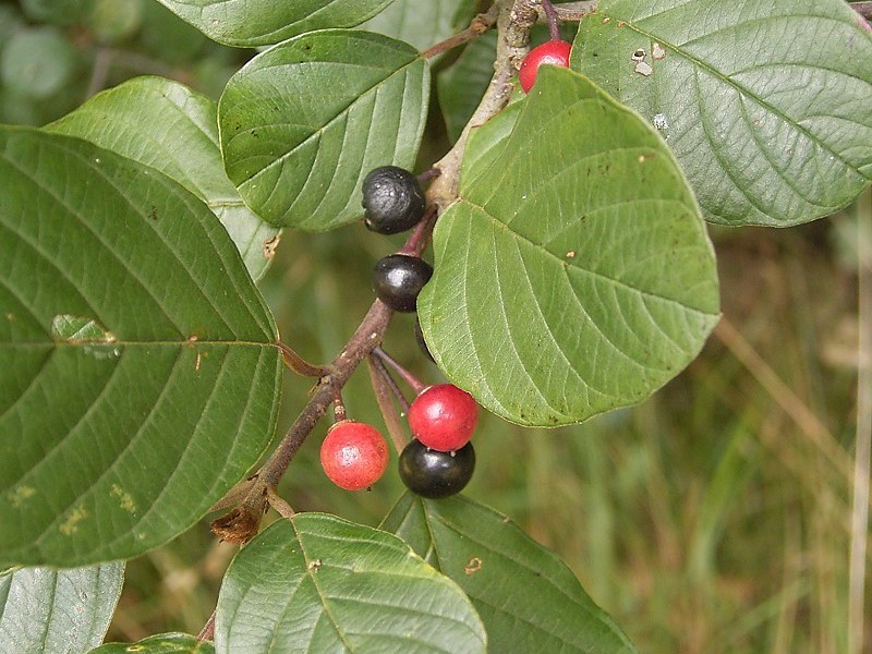 Bagaimana rupa tanaman buckthorn?