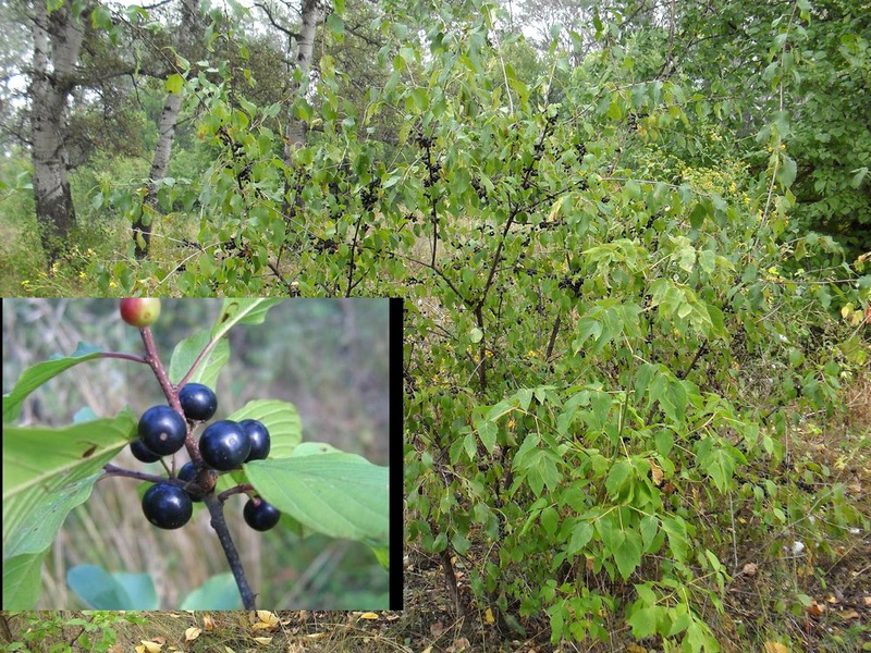 Penampilan Buckthorn