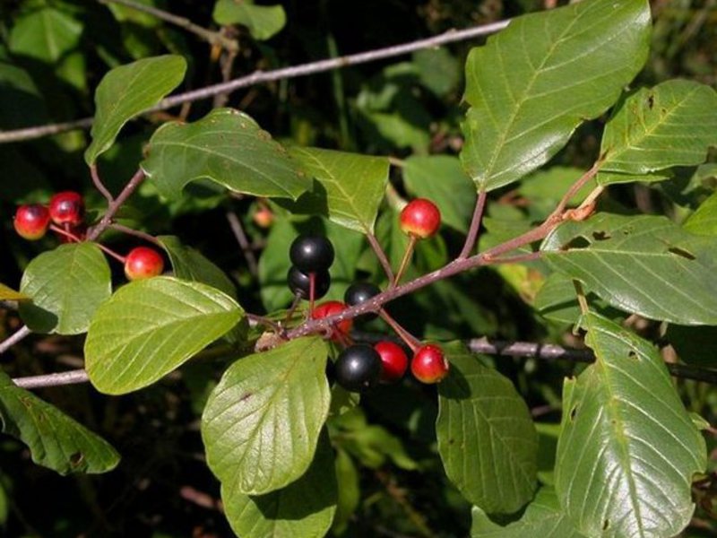 Buckthorn växt