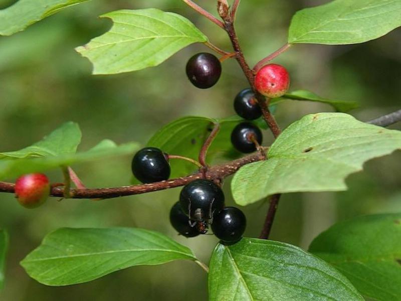 Buckthorn nasıl büyür